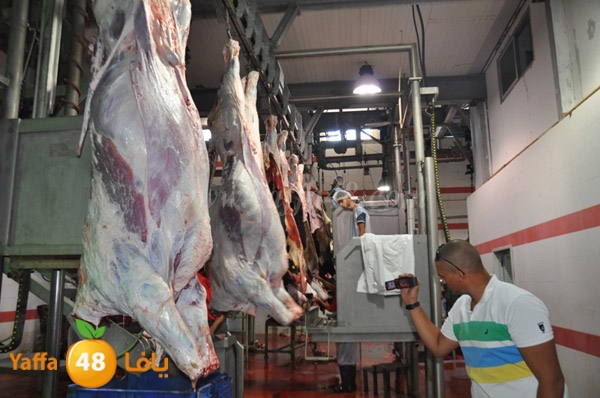 Jam3iya la7m3n (36).JPG